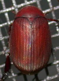 Asiatic Garden Beetle